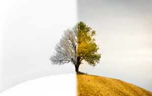 Two sided tree on hill, showing two colours. Hill looks like of a bald head.
