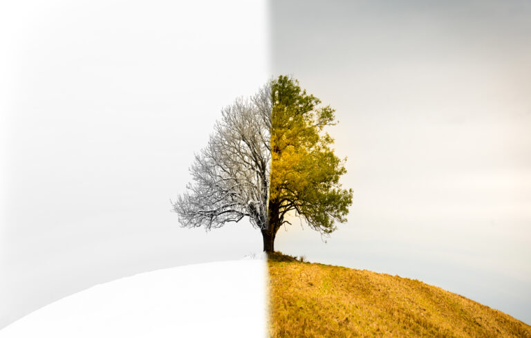Two sided tree on hill, showing two colours. Hill looks like of a bald head.