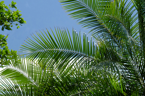 large ferns on beach with blue sky