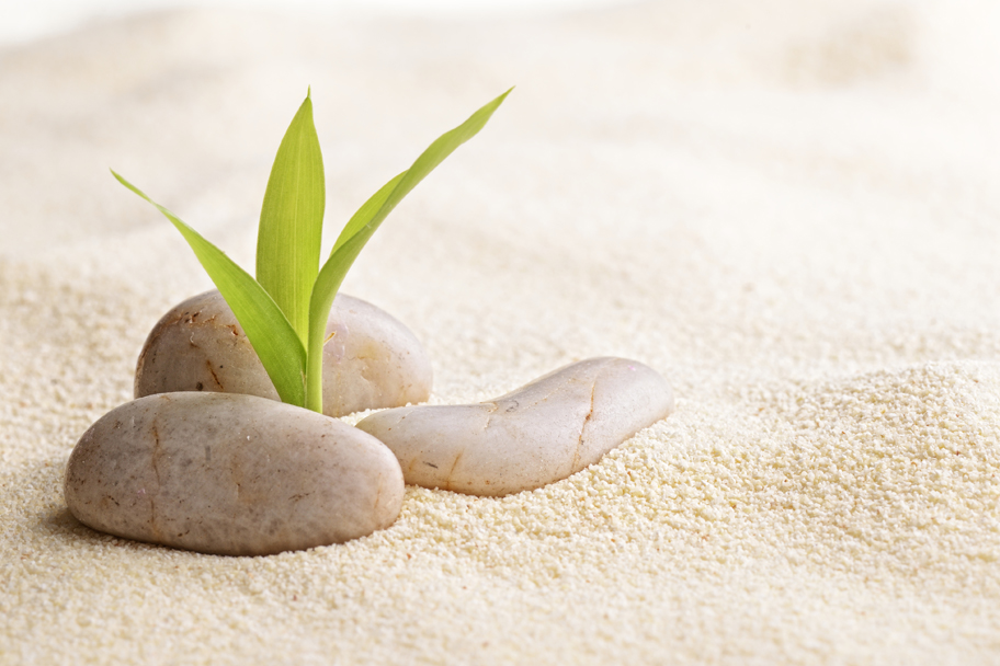 A green shoot growing between smooth pebbles in the sand