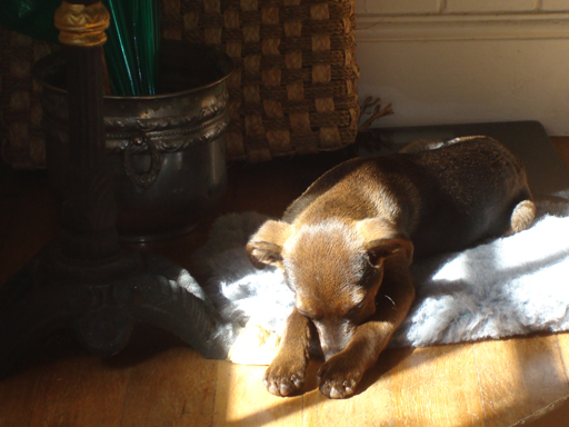 Brown coloured Dog asleep with nose between paws on blue blanket in sunlight