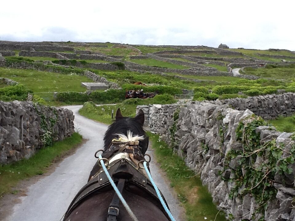 Horse with reins trotting country road of stone walls with stone walls separating fields in foreground.
